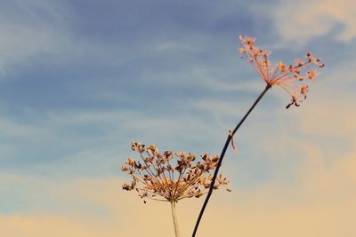 Low angle view of flowering plant against sky during sunset