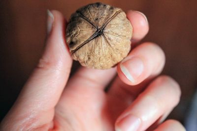 Close-up of hand holding leaf