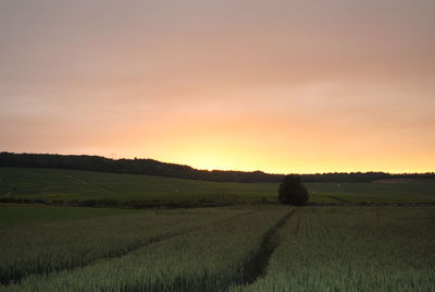 Scenic view of agricultural field against sky during sunset