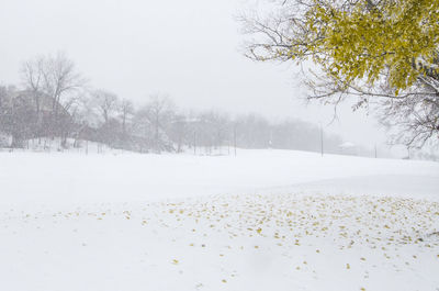 Bare trees on snow covered landscape against sky