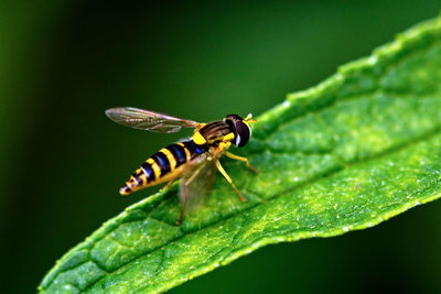 Close-up of insect on leaf