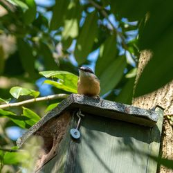 Close-up of bird perching on tree