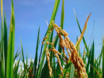 Close-up of wheat growing on field against sky