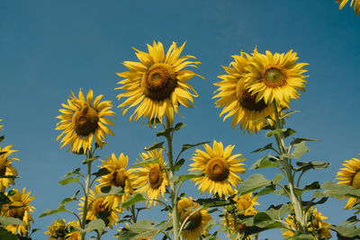 Low angle view of plant against sky