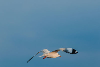 Low angle view of seagull flying in sky