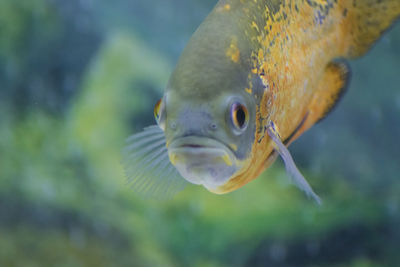 Close-up of fish swimming in aquarium