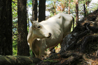 Close-up of sheep on tree trunk in forest