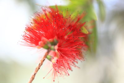Close-up of red flower