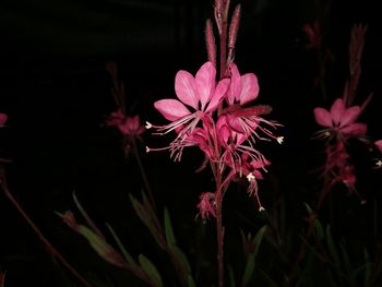 Close-up of pink flowering plant