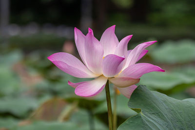 Close-up of pink water lily