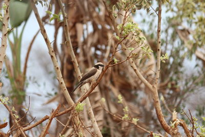 Close-up of bird perching on branch