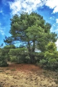 Trees against cloudy sky