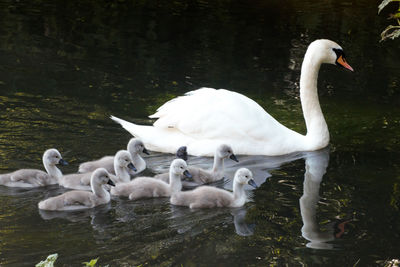 Swan in calm water