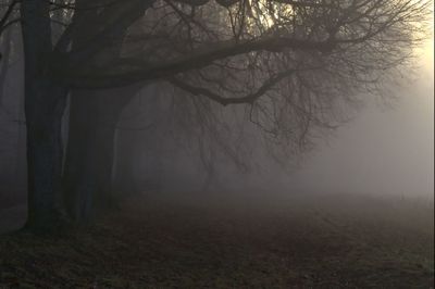 Bare tree in forest