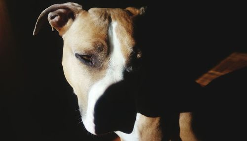 Close-up portrait of dog