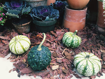 High angle view of fruits in pot