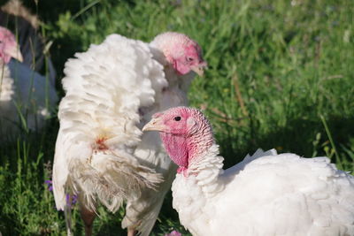 Close-up of birds