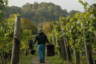 Rear view of man in vineyard