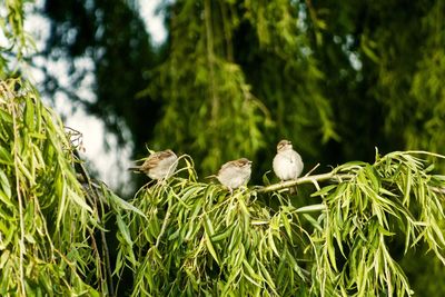 Close-up of birds on plants