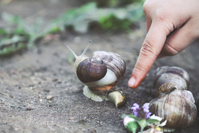 Close-up of snail on hand