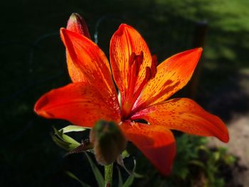 Close-up of orange lily blooming outdoors