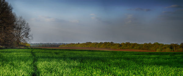 Scenic view of field against sky