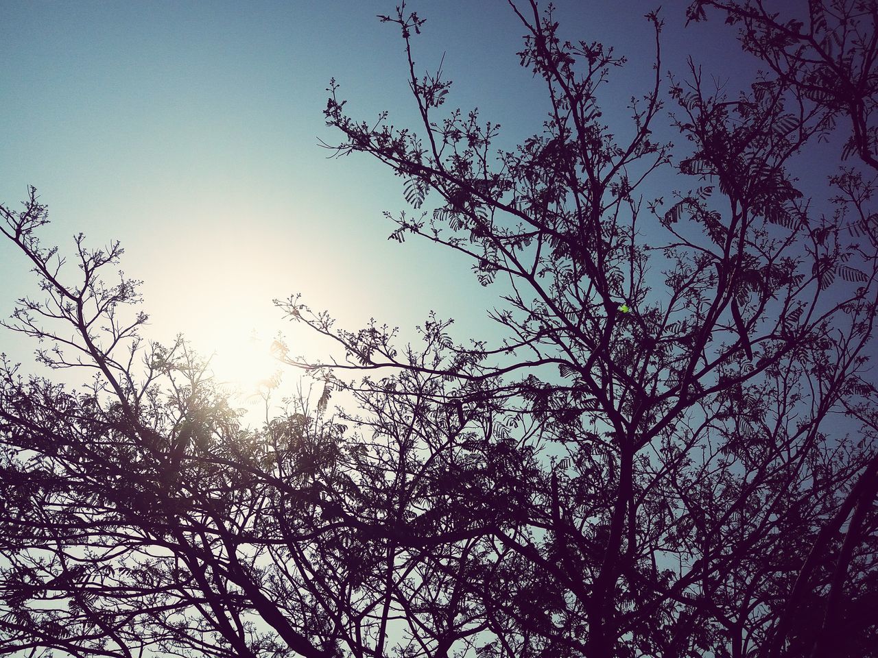 nature, tree, sky, sunset, no people, beauty in nature, growth, outdoors, silhouette, tranquility, close-up, branch, day