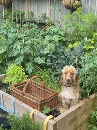 Smiling cocker spaniel dog helping to harvest the vegetable beds