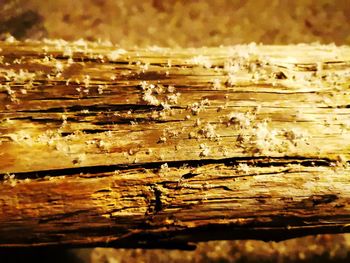 Full frame shot of wood