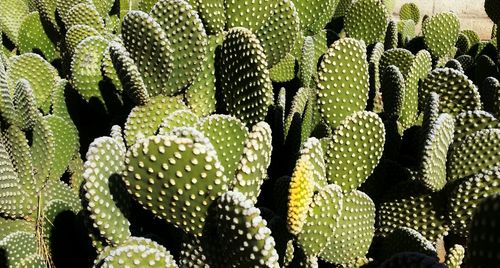 Cactus plants on sunny day