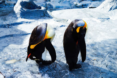 Penguins at zoo