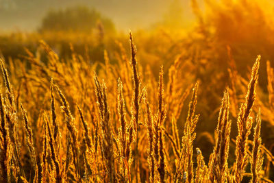 Close-up of yellow dry grass stalks in field against sunset