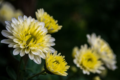 Close-up of yellow flowers blooming outdoors