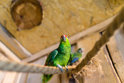 Low angle view of parrot perching