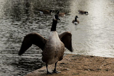 Wild duck with spread wings on shore