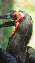 Close-up of a bird