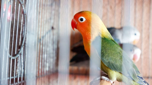 Close-up of parrot in cage