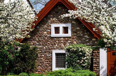 Ivy growing on house