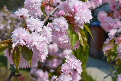 Close-up of pink cherry blossoms