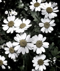 Close-up of white flower