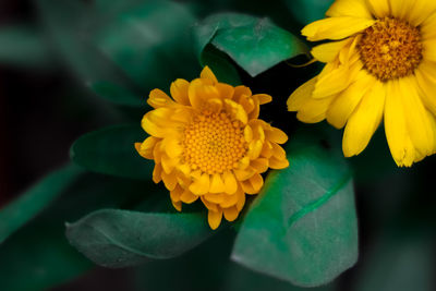 Close-up of yellow flowering plant