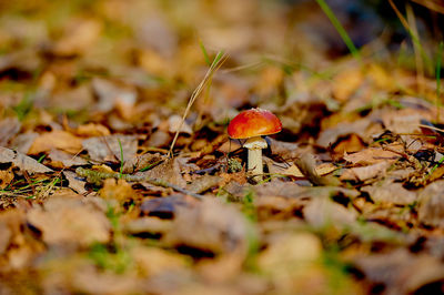 Close-up of mushroom growing on field