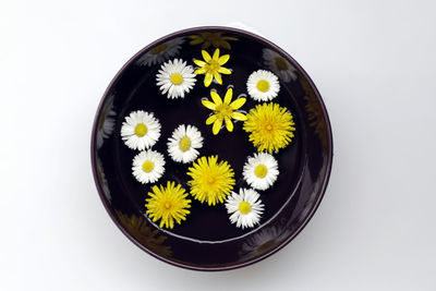 High angle view of flower pot against white background