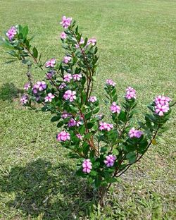 Pink flowers blooming on field