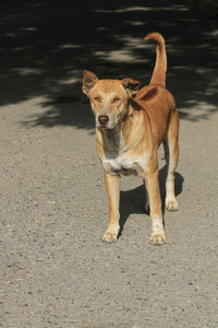 Portrait of dog on road in city