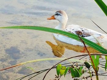 Close-up of bird perching on water