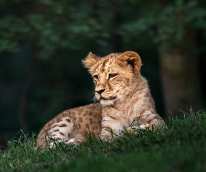 Portrait of a cat on grass