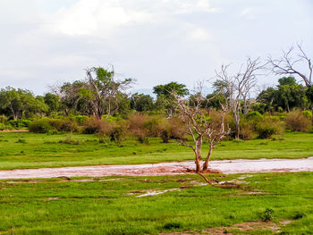 Trees on field against sky