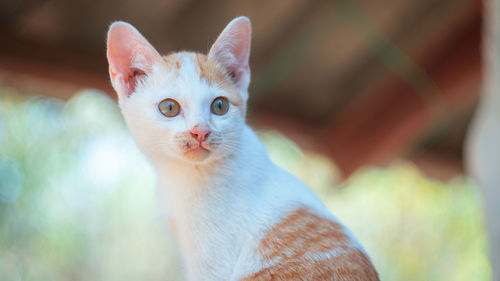 Close-up portrait of white cat outdoors