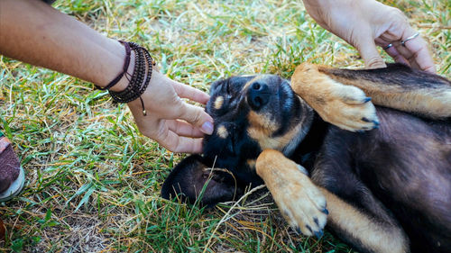 Midsection of person holding dog in park